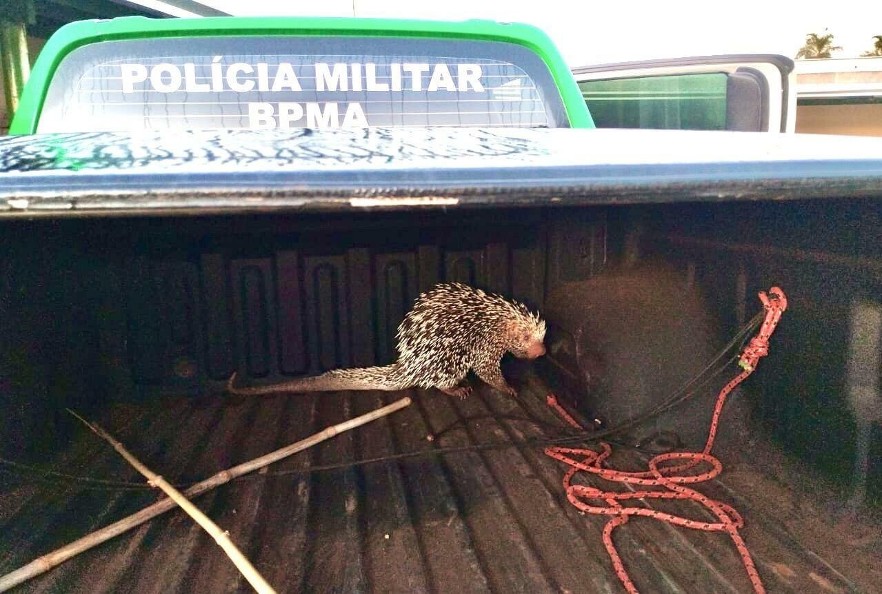 Imagem de compartilhamento para o artigo PMA de Costa Rica Captura Porco-Espinho no Bairro Cachoeira e Tranquiliza Moradores da MS Todo dia